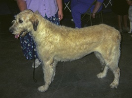 339-18- 199908 Sedalia Dog Show